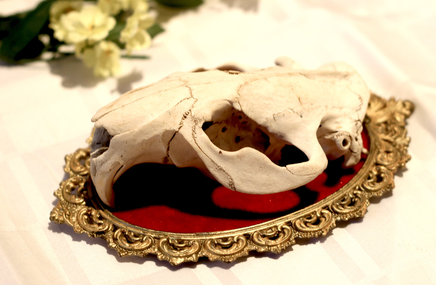 Beaver Skull in an Antique Frame | Real Taxidermy Goblincore | Gothic and Witch Home Decor | Goblincore Holiday Oddities and Curiosities