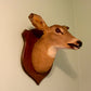 Vintage Deer Taxidermy | Derpy Deer Doe Mount, Bad Taxidermy | Real Skull, Oddities & Curiosities, Gothic Witchy Home Decor, Holiday Gift