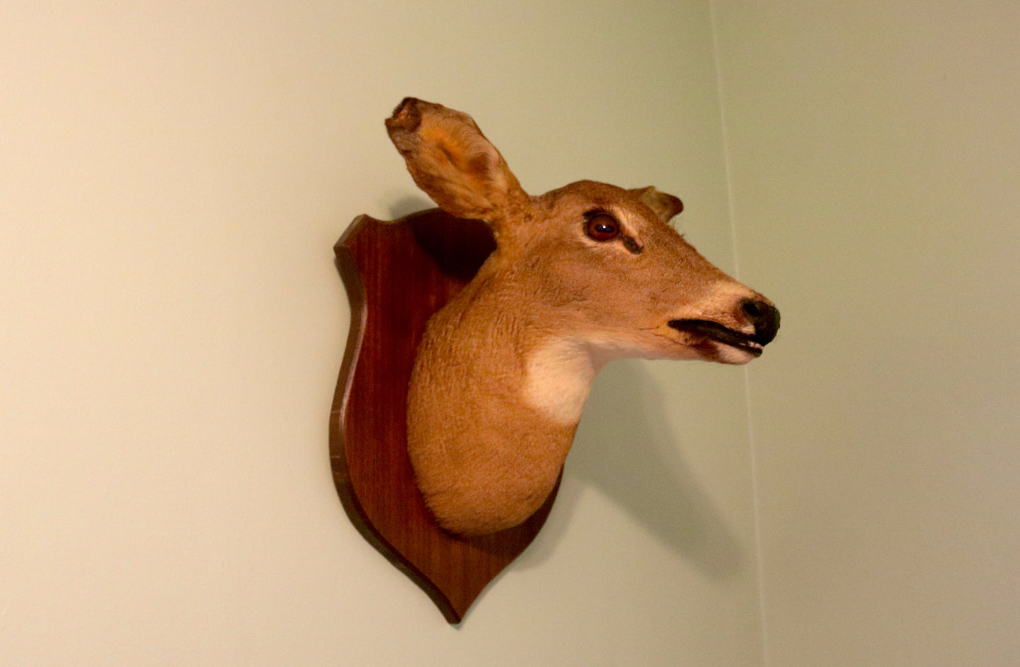 Vintage Deer Taxidermy | Derpy Deer Doe Mount, Bad Taxidermy | Real Skull, Oddities & Curiosities, Gothic Witchy Home Decor, Holiday Gift