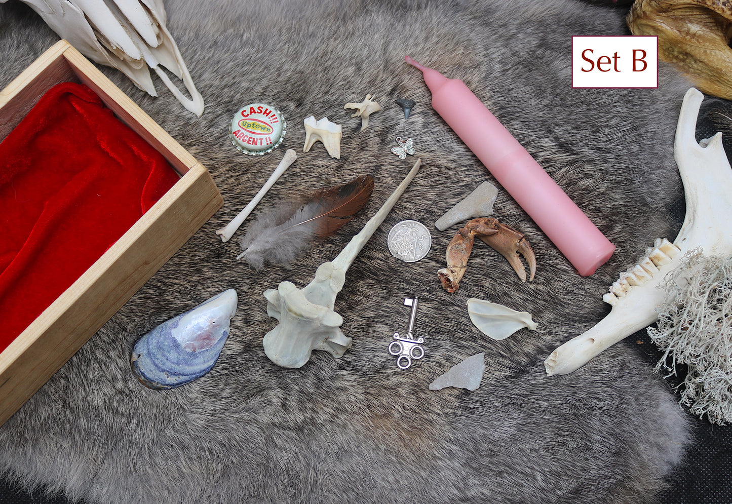 Deluxe Bone Throwing Kit | Bone Divination Set | Osteomancy Witch Altar | Witchcore Real Animal Bones | Oddities and Curiosities Wiccan Gift