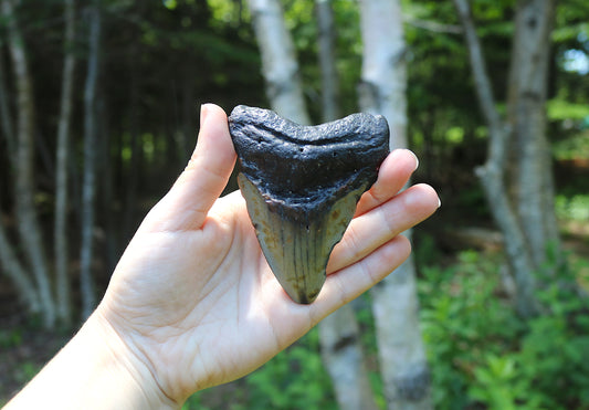 Pathological Megadolon Tooth, A Grade | Real Fossilized Shark Tooth Ancient Fossil | Oddities and Curiosities