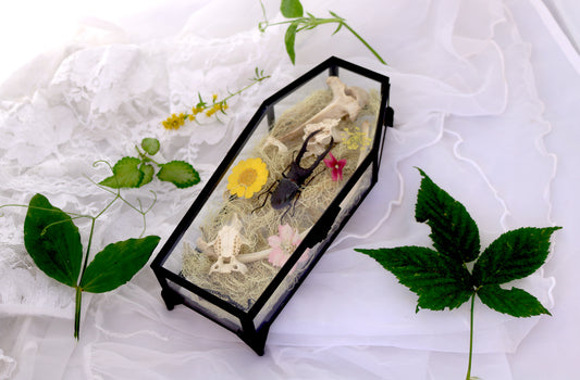 Oddities Casket | Bug & Bones in a Coffin! Real Curiosities Goblincore Witchy Art | Gothic Home Decor Victorian Halloween | Insect Taxidermy