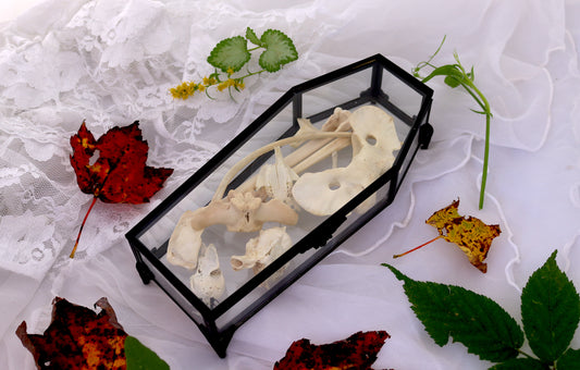 Real Bones in a Coffin! | Animal Bones, Oddities, Curiosities, Goblincore Witchy Art | Gothic Home Decor | Victorian Halloween Taxidermy