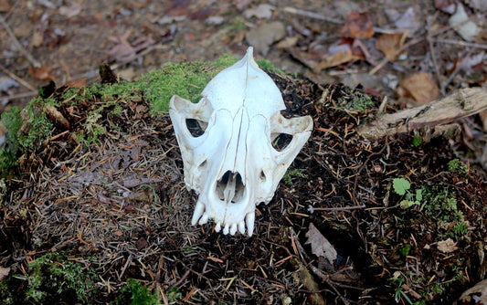Dog Skull B | Real Animal Bones | Ethical Taxidermy | Goblincore