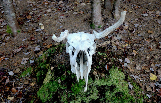Moose Bull Skull, Partial Antlers | Real Animal Skull | Ethical Taxidermy | Goblincore Oddities