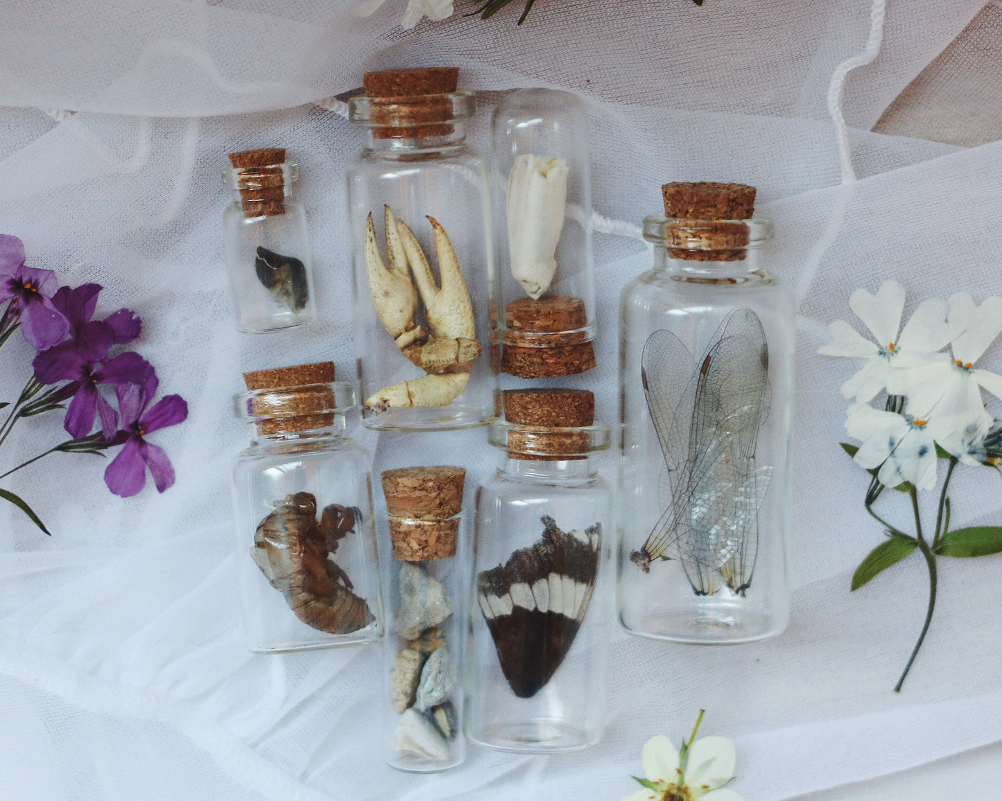 Curiosity Vials Set of 7, Curated Set | Real Ethically Sourced Taxidermy, Animal Bones, Insects, Fossils, and Mystery | Specimen Jars