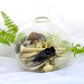 Cicada Oddity Orb | Curiosity Taxidermy Glass Display | Real Animal Bones, Gothic Witch Home Decor | Goblincore Mini Bone Terrarium
