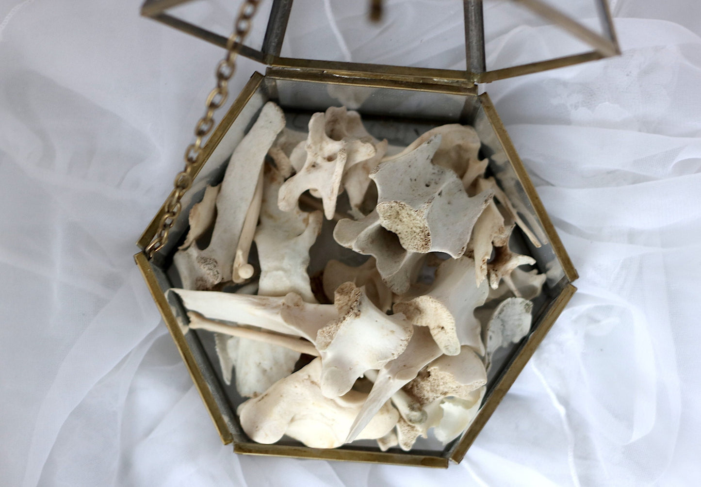Box of Bones! Real Animal Bones, Ethically Sourced Taxidermy | Oddities & Curiosities, Goblincore Wunderkammer
