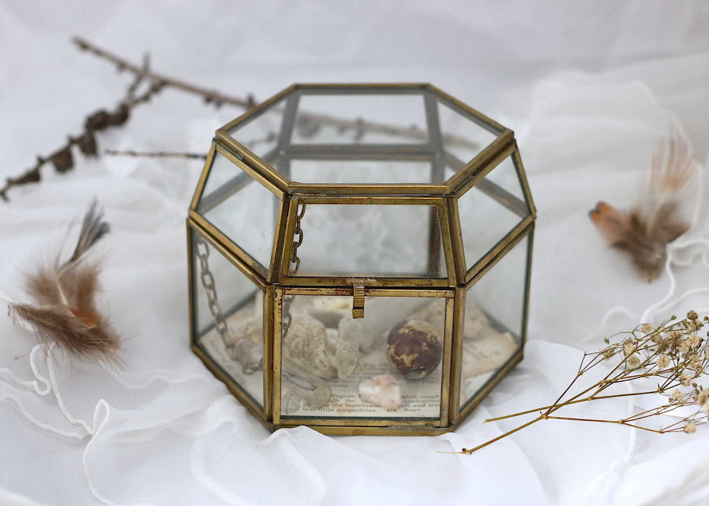 Glass Oddity Box | Goblincore Taxidermy Real Animal Bone Display | Gothic and Witch Home Decor | Oddities and Curiosities Wunderkammer