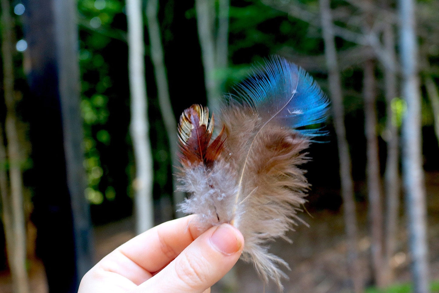 Real Mixed Feathers - 48 Pack | Ethically Sourced Bird Feathers for Craft Supply | Fly Fishing, Art & Crafts | Goblincore Nature Lovers