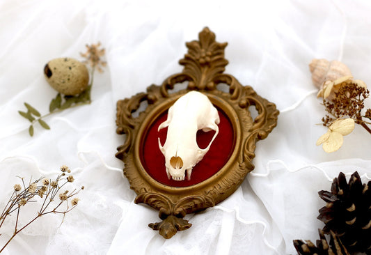 Skunk Skull in an Antique Frame | Real Taxidermy Goblincore | Gothic and Witch Home Decor | Victorian Oddities and Curiosities Wunderkammer