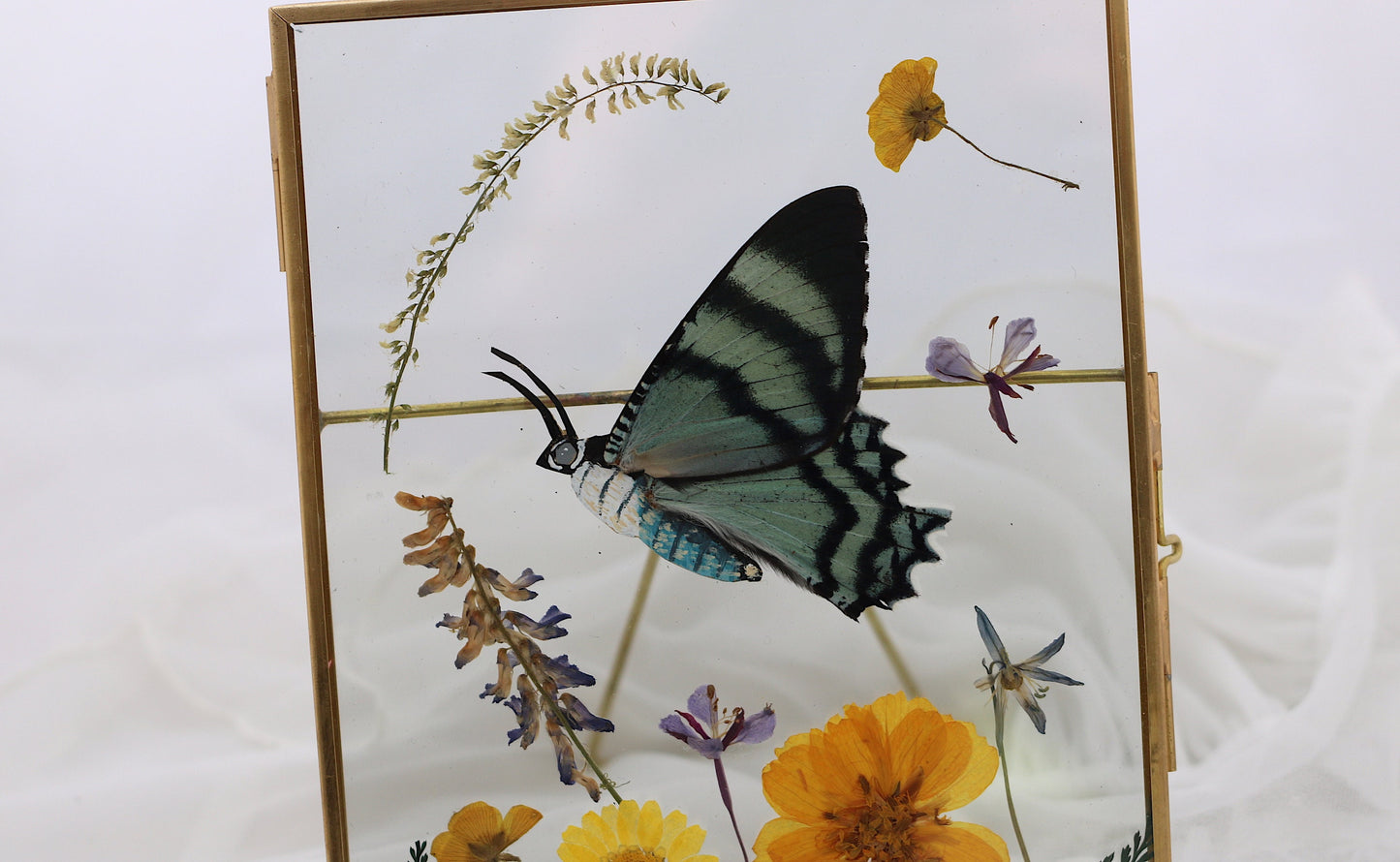 Framed Butterfly Art | Cottagecore & Goblincore Witch Home Decor | Real Insect Bug Taxidermy, Entomology | Oddities and Curiosities Wall Art
