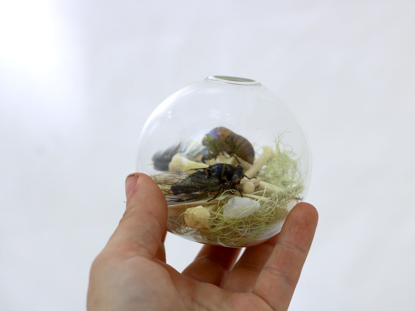 Cicada Oddity Orb | Curiosity Taxidermy Glass Display | Real Animal Bones, Gothic Witch Home Decor | Goblincore Mini Bone Terrarium