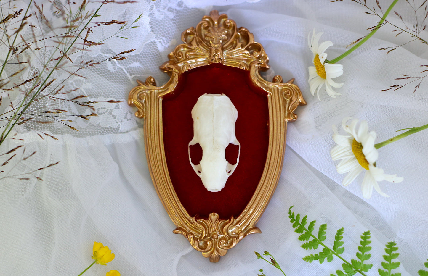 Framed Mink Skull | Real Taxidermy Art in a Victorian Frame | Gothic and Witch Home Decor | Goblincore Oddities & Curiosities Animal Bones