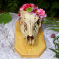 Framed Deer Skull with Flower Crown | Goblincore, Taxidermy Art Wall Decor | Dark Cottagecore, Witchy Gothic Home | Animal Bones Mementomori