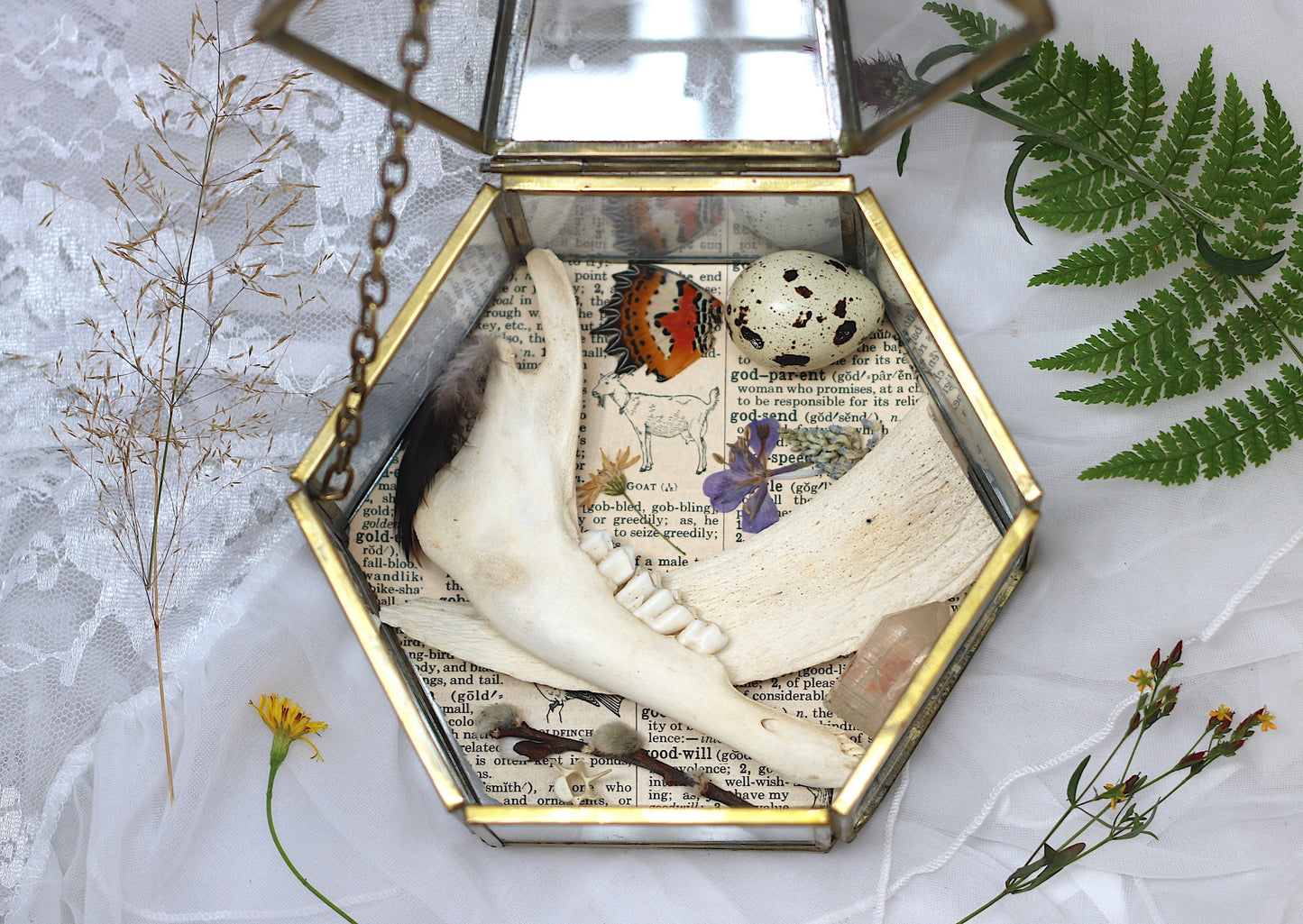 Goat Oddity Box | Goblincore Taxidermy Real Animal Bone Display | Gothic and Witch Art Home Decor | Oddities and Curiosities Wunderkammer